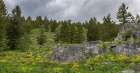 USA, Wyoming. Panoramic of arrowleaf balsamroot and evergreen trees, Teton Canyon. Art Print